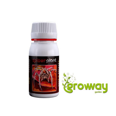 Agrobacterias Spider Plant