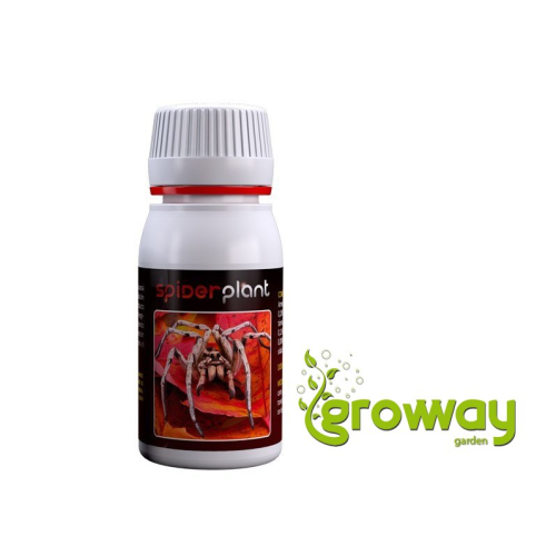 Agrobacterias Spider Plant