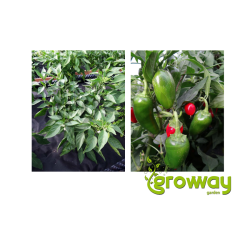 Jalapeno Early