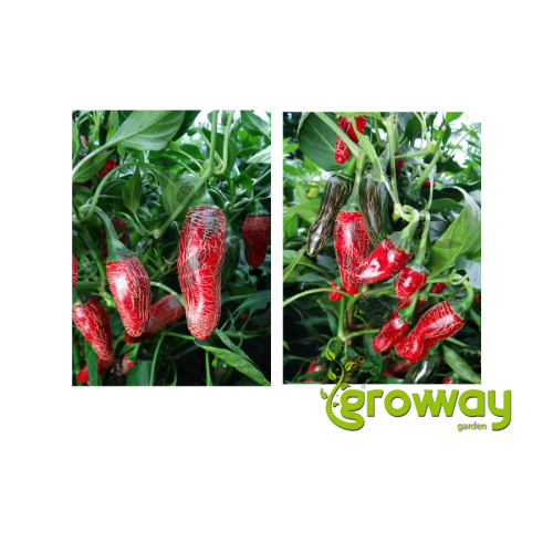 Jalapeno Maylon