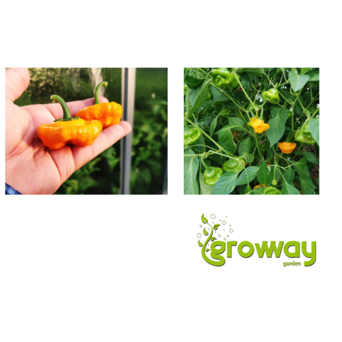Squash Jamaican Yellow