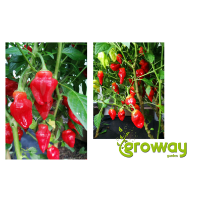 Habanero Tasmanian