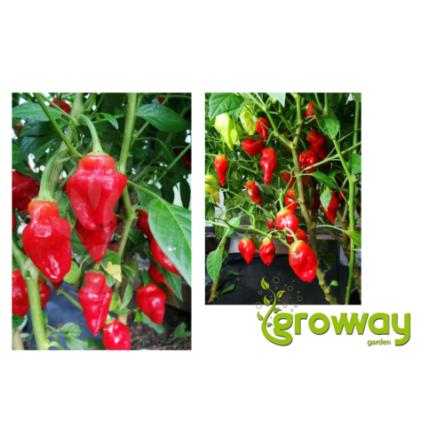 Habanero Tasmanian