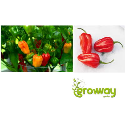 Habanero Red