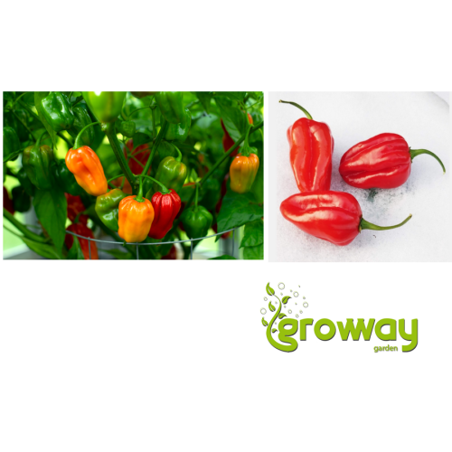 Habanero Red