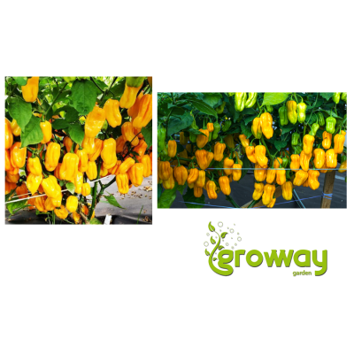 Habanero Yellow