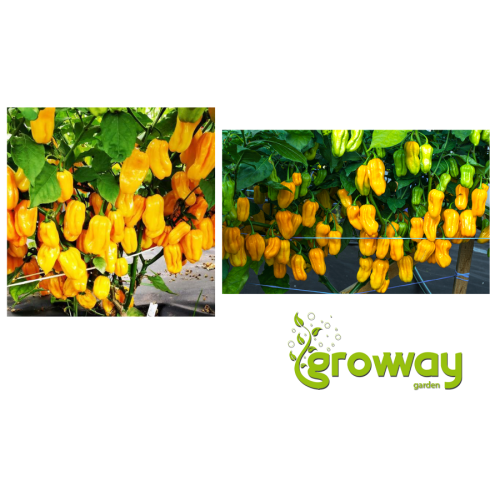 Habanero Yellow