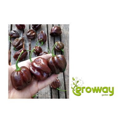 Habanero Chocolate