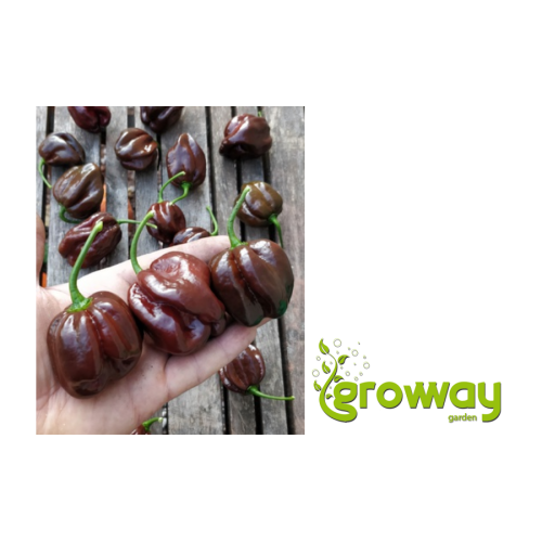 Habanero Chocolate