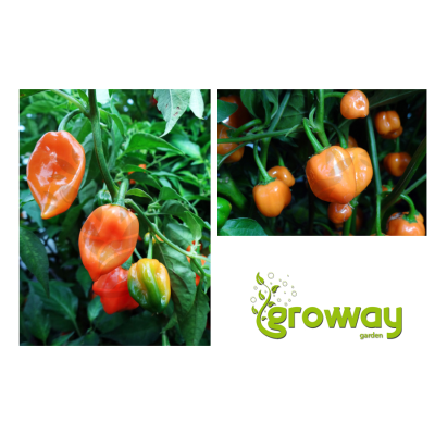 Habanero Orange