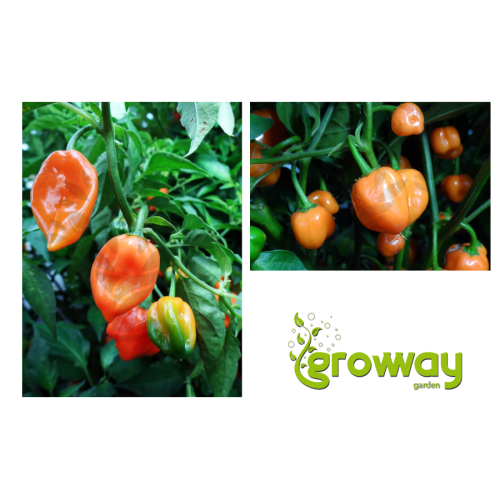Habanero Orange