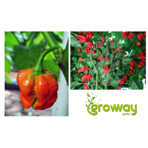 Trinidad Scorpion Moruga