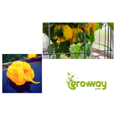 Carolina Reaper Yellow