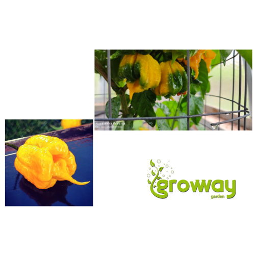 Carolina Reaper Yellow