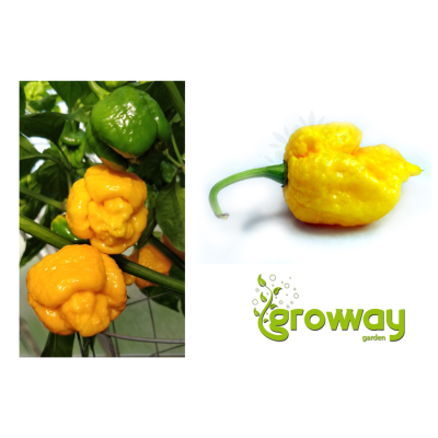 Trinidad Scorpion Moruga Yellow