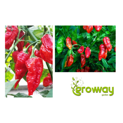 Naga Morich