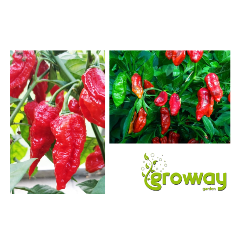 Naga Morich