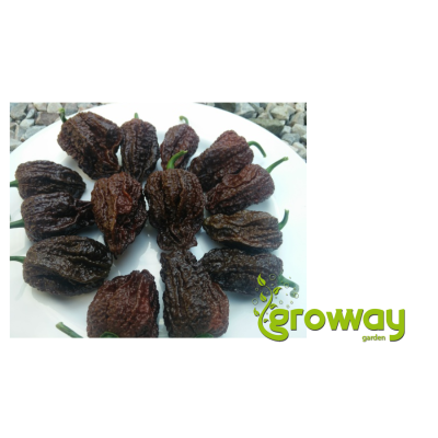 Nagabrain Chocolate