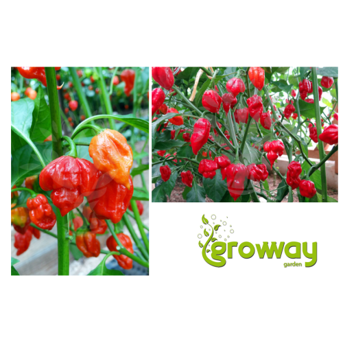 Trinidad Scorpion Butch Taylor