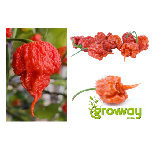 Carolina Reaper