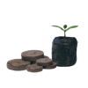 Klíčení semen