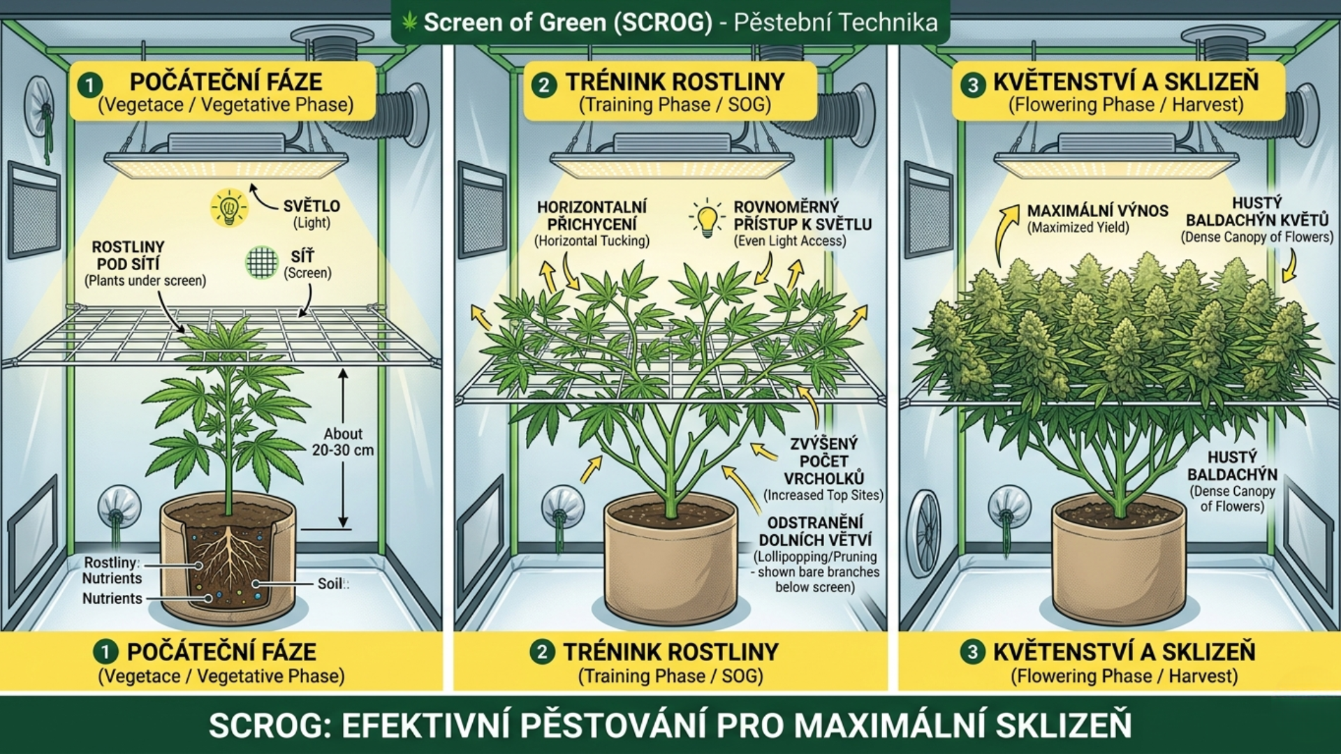 Screen Of Green