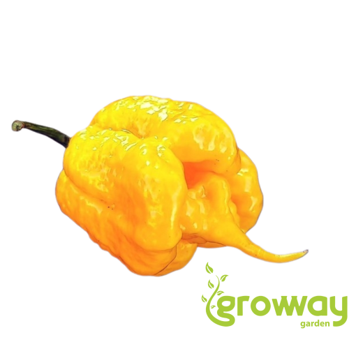 Carolina Reaper Yellow