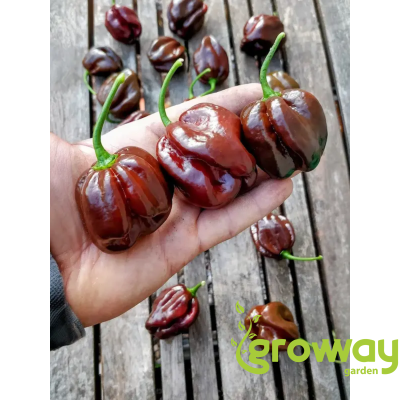Habanero Chocolate