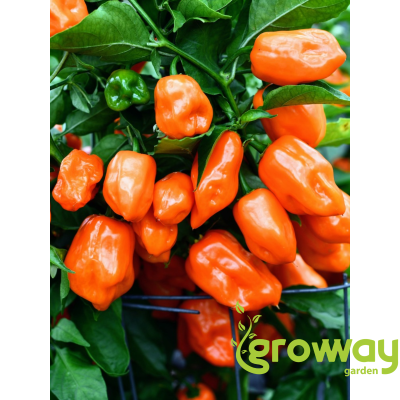 Habanero Orange