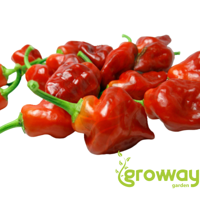 Habanero Tasmanian