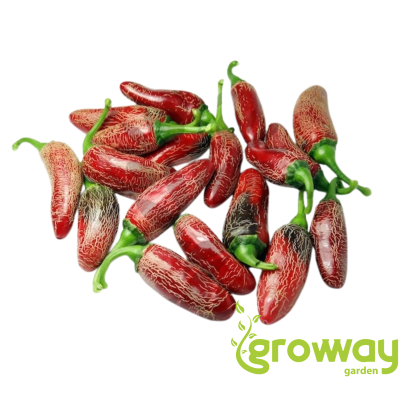 Jalapeno Maylon