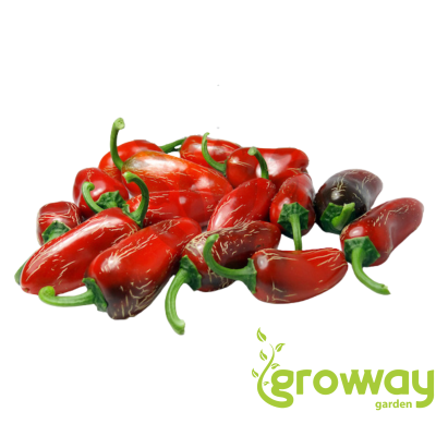 Jalapeno Senorita