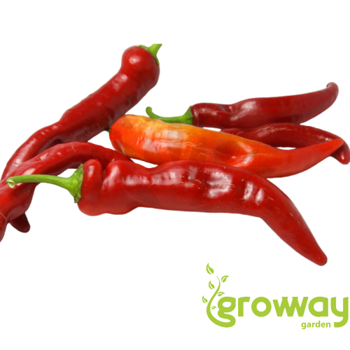 Banana Sweet (Sweet Banana Pepper)